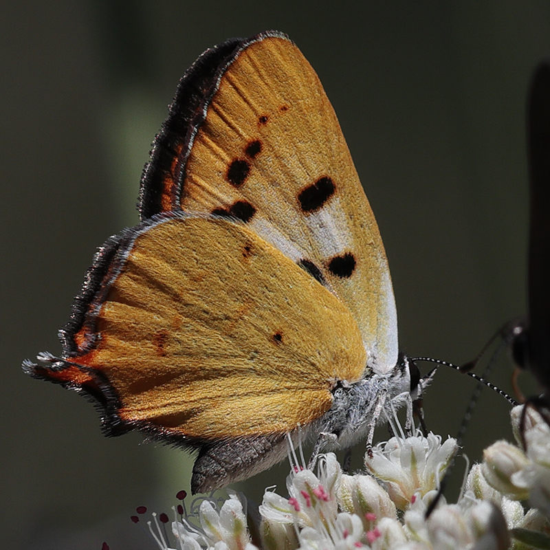 Lycaena hermes
