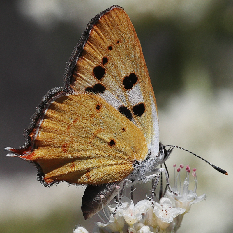 Lycaena hermes