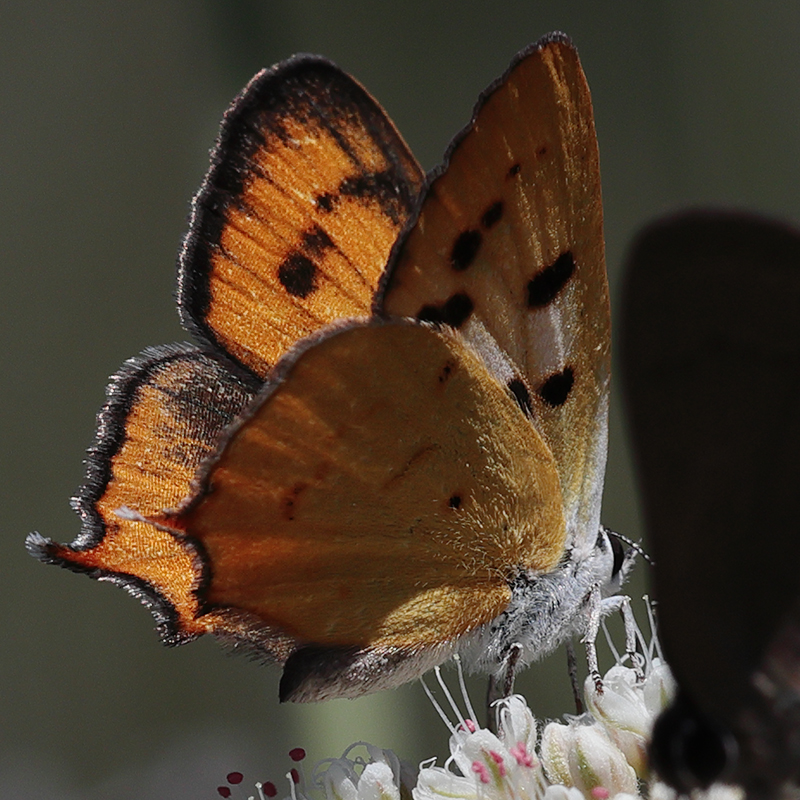 Lycaena hermes