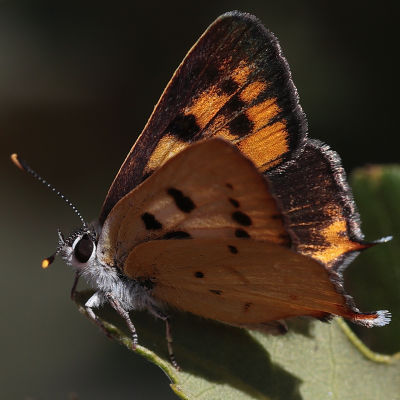 Lycaena hermes
