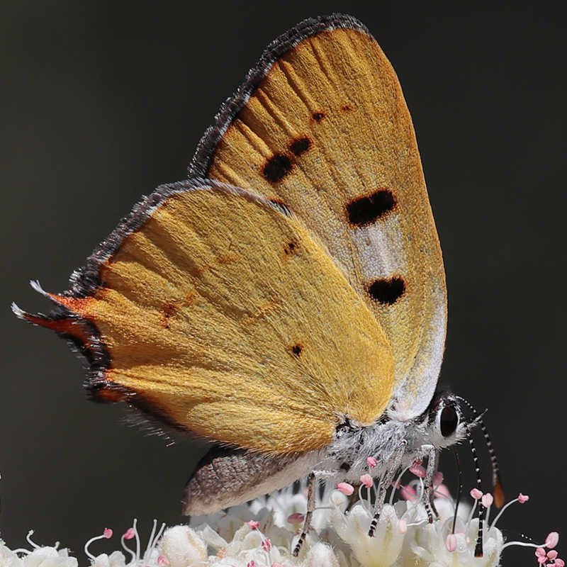 Lycaena hermes