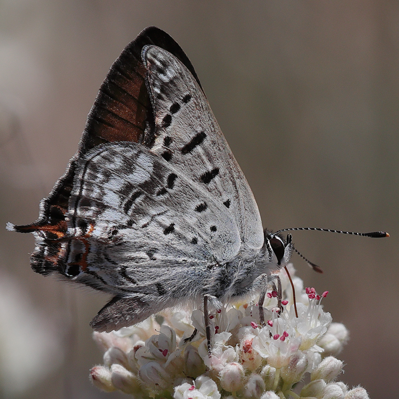 Lycaena arota
