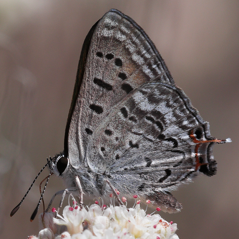 Lycaena arota