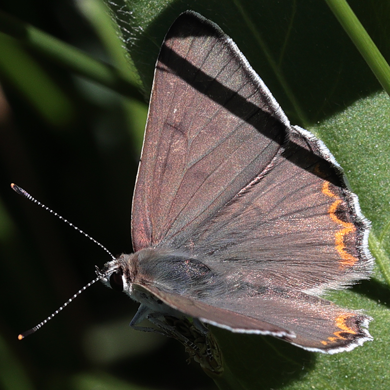 Lycaena xanthoides female