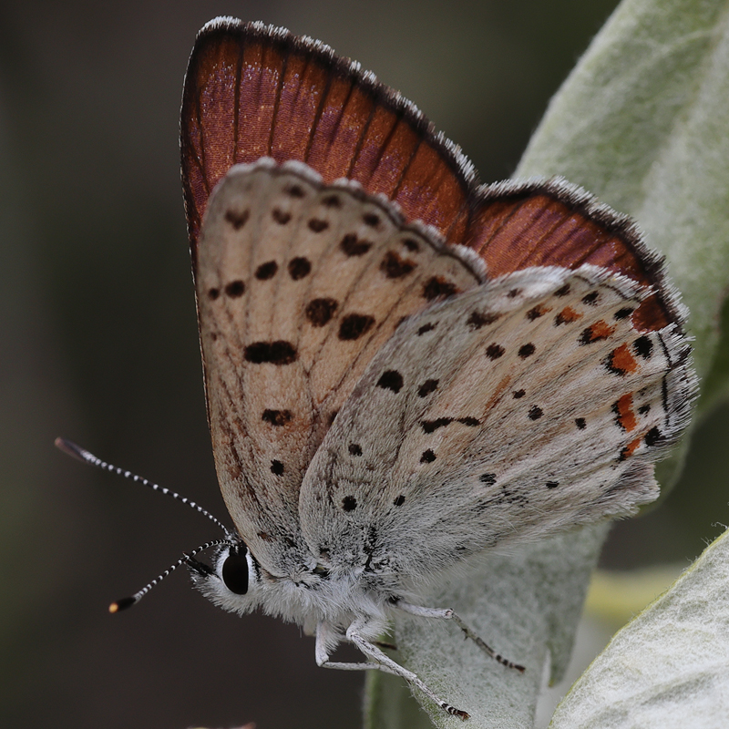 Lycaena gorgon