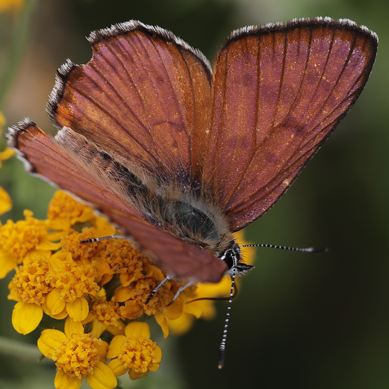 Lycaena gorgon