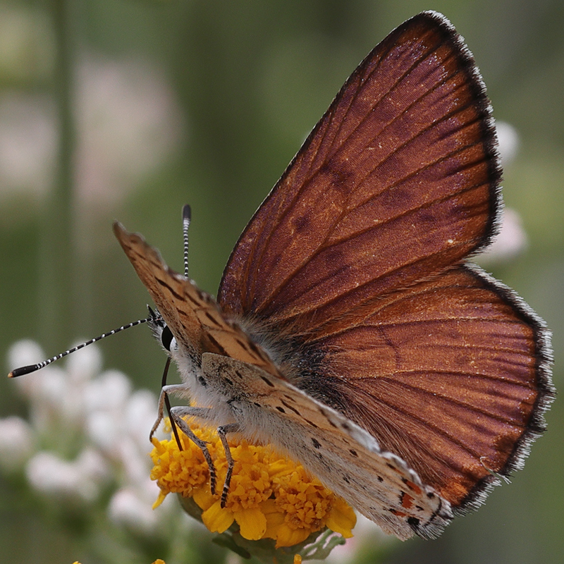 Lycaena gorgon