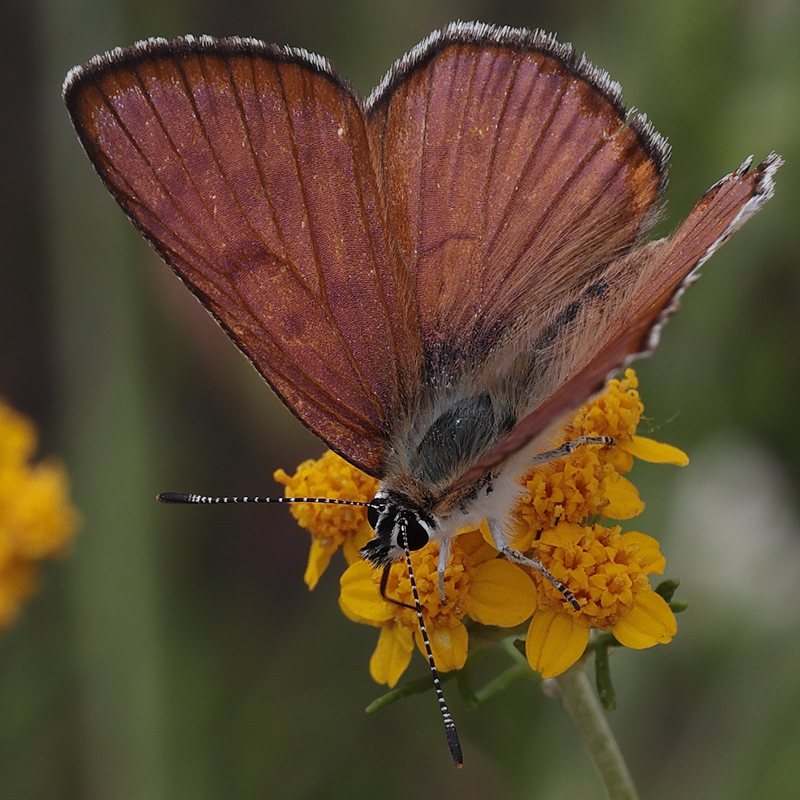 Lycaena gorgon