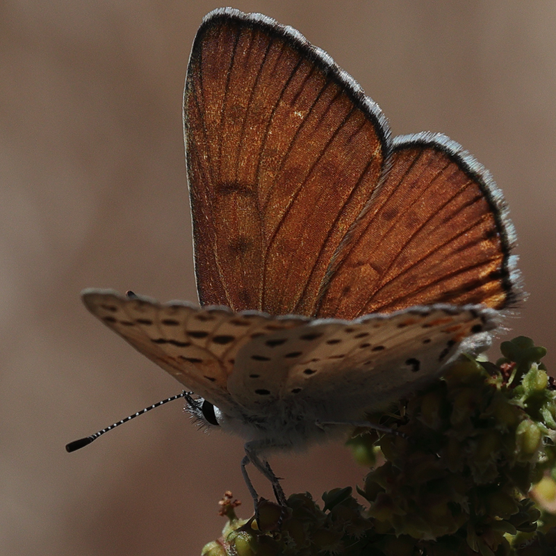 Lycaena gorgon