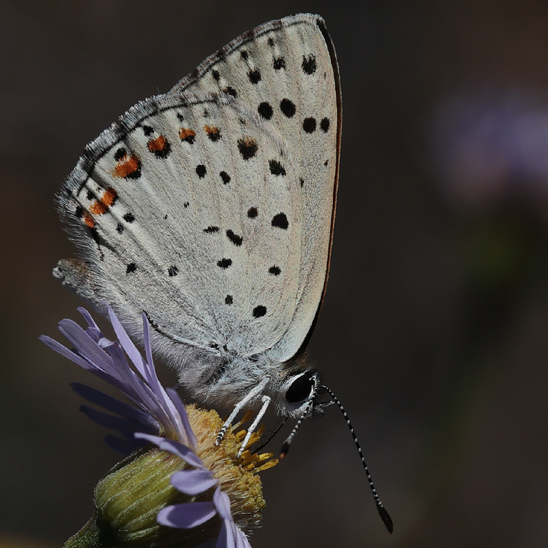 Lycaena gorgon